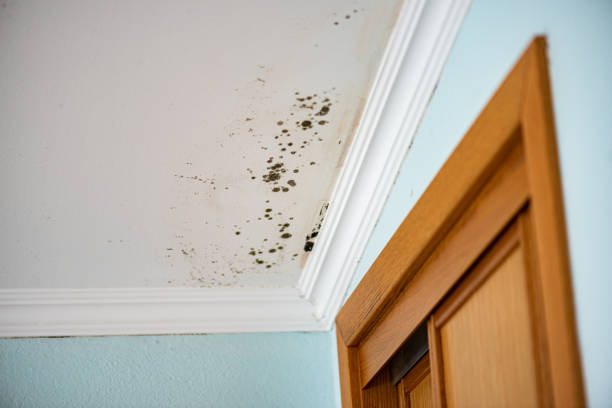 Best Residential Mold Removal  in Point Of Rocks, MD
