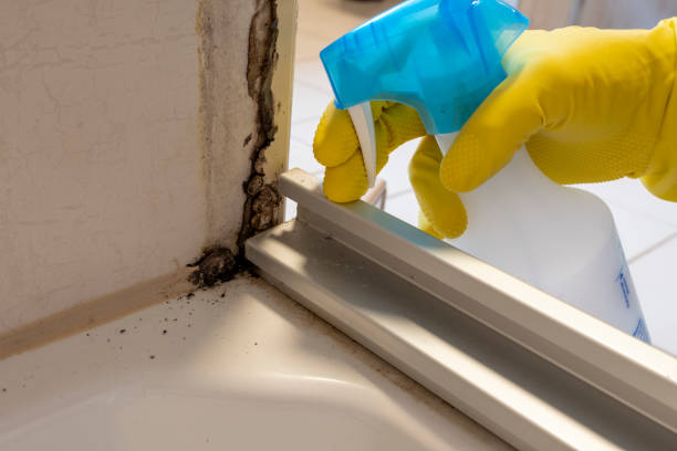 Best Black Mold Removal  in Point Of Rocks, MD