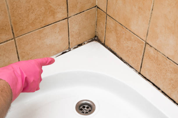 Office Mold Removal Services in Point Of Rocks, MD